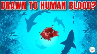 Are Sharks ATTRACTED to 'Human' BLOOD?