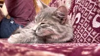 Кот чихнул