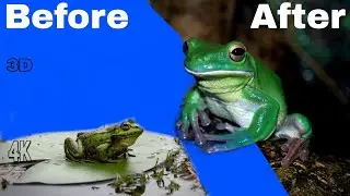 Greenscreen animal | Frog greenscreen | Greenscreen Frog | Greenscreen water animals chromakey 3d