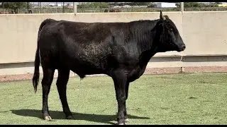 J&J Cattle Co: Lot 