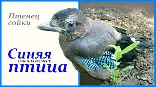 Птенец сойки - Синяя птица