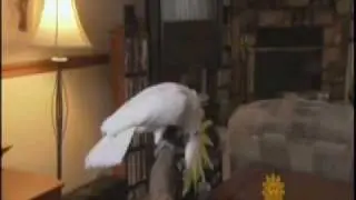 Snowball on the CBS Sunday Morning News Show