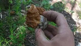 строчки гигантские прут но маленькие ещё
