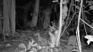 The Elusive Lowland Paca | Captured by Camera Trap in the Amazon Rainforest