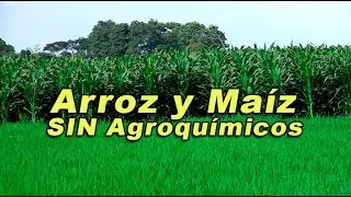 CULTIVANDO ARROZ Y MAÍZ SIN AGROQUÍMICOS