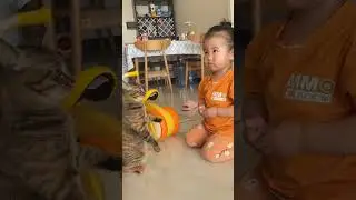 Momen Lucu Kucing vs anak kecil #videolucu #kucinglucu #videohiburan #kucingimut #cat #catlovers