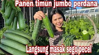 FIRST JUMBO CUCUMBER HARVEST || COOK SEGO PECEL PINCUK IMMEDIATELY