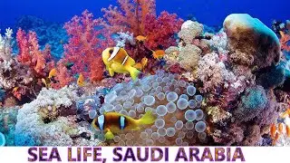 Surah Ar Rahman, Calm your anxiety - With Beautiful Fakieh Aquarium view, Red Sea, Saudi Arabia - 😍