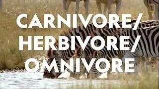 Definitions in the Field: Carnivore/Herbivore/Omnivore