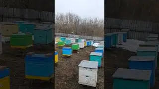ВЫСТАВИЛ ПЧЁЛ