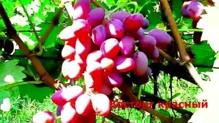 Виноградник без укрытия на зиму.  2013 год.  xvid