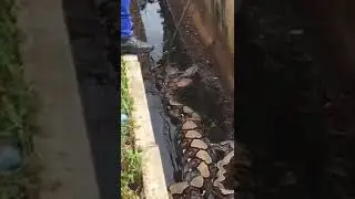 Biggest Python Captured in Asia
