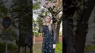 В Японии зацвела сакура 🌸