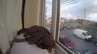 Cute Cat Has a Nap - Timelapse