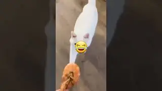 Funny Cats 2022
