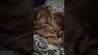 #животные #shorts #кошки