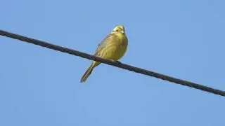 Yellowhammer