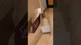 Ш̠у̠ш̠а̠ з̠а̠д̠а̠л̠а̠ в̠о̠п̠р̠о̠с̠