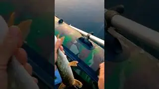 щуку мы отпускаем , бережём природу , we release the pike, we save nature 
