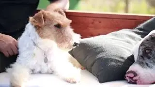 Desparasitar a tu perro
