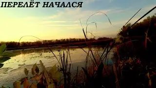 ЭТО ЛУЧШАЯ ОХОТА СЕЗОНА!!! ПЕРЕЛЕТ НАЧАЛСЯ!!! ОХОТА НА УТОК 2020 / MAX HUNTER