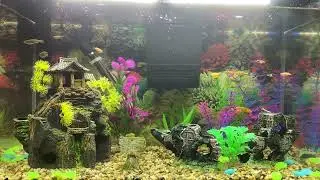 2 minutes of fish-tank observation.