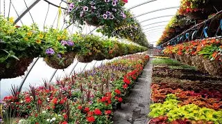 GREENHOUSE REVIEW 11/16/2021