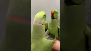 Richie the talking ringneck parakeet