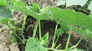 Как прищипывать огурцы