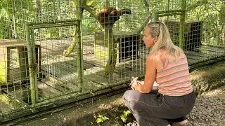 Dutch travel influencer discovers animal suffering in Bali's tourism industry