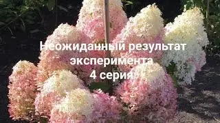 Такого результата я не ожидала😊Получила много саженцев .