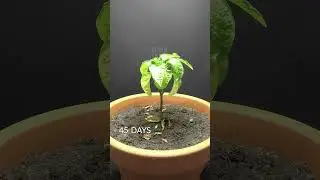 93 Days in 36 Seconds - Purple Bell Pepper 