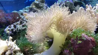 Красота подводного мира Коралловый риф
