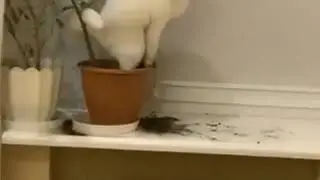 это финиш братец