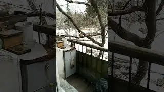 Дуся пошла за орехом