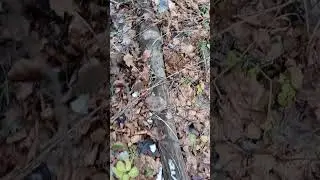 лес, судьба #жизнь #судьба, #всеналадится #природаказахстана