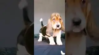 Basset Hound 4 semanas, cachorro no disponible