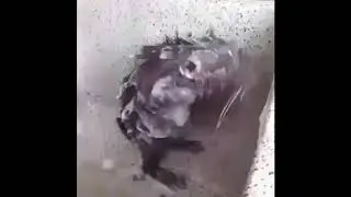 шок крыса хочет быть чистой и сама моется