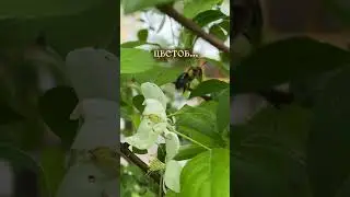 Веточка яблони в броши! Очень нежно и естественно
