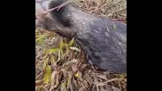 Всякое случается. Лось погиб в поисках любви.
