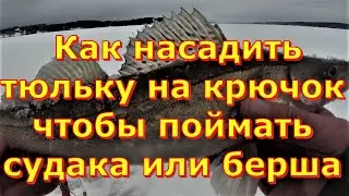 КАК ПРАВИЛЬНО   НАСАДИТЬ ТЮЛЬКУ НА КРЮЧОК ЧТОБЫ ПОЙМАТЬ СУДАКА ИЛИ БЕРША