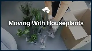 Moving With Houseplants Tips | Austate Removals