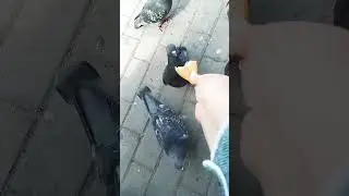 Голуби