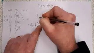Translation of RNA into Proteins