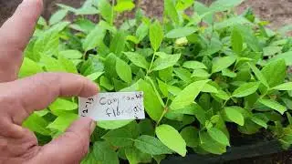 Carolina Allspice seedlings