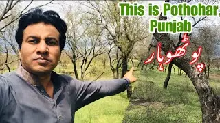 This is Pothohar | Punjab Pakistan |Talagang Chakwal |پوٹھوہار ، پنجاب پاکستان