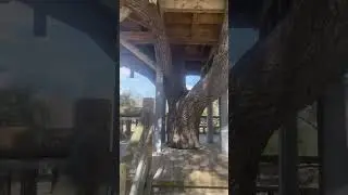 Tree House, BridgeLand, Houston, Texas State, USA