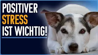 So STÄRKEN wir SELBSTVERTRAUEN der Hunde in der HuTa - Sicherheit kann erlernt werden!