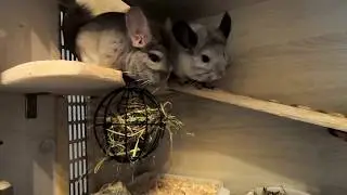 КАК ОПРЕДЕЛИТЬ БЕРЕМЕННОСТЬ? МОИ ШУШИ  OLGA KIRCHGESSNER