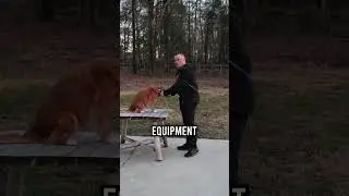 The BEST Leash on the Market